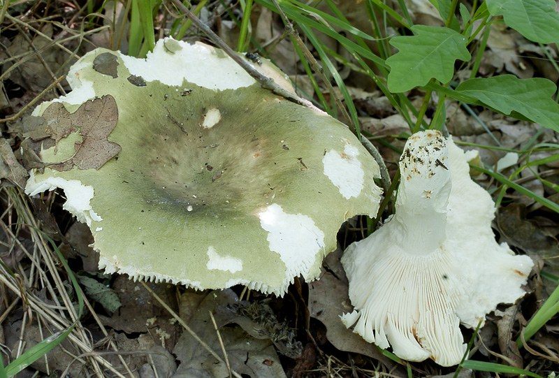 Russula heterophylla